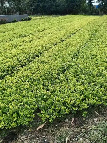 张俊尧塘绿化工程