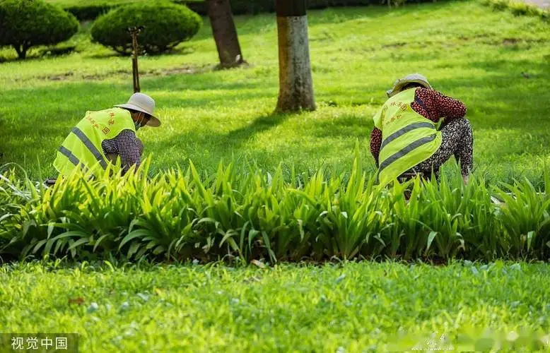 茅湾河绿化工程