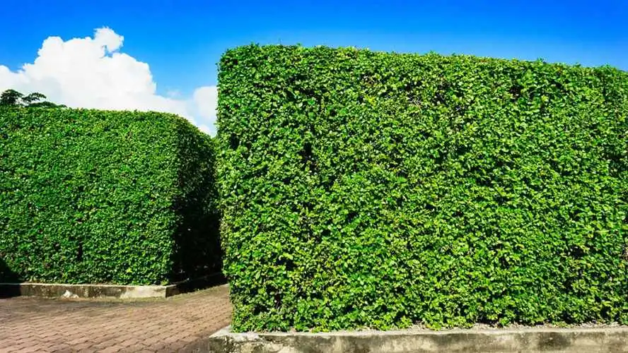 湖北绿化工程需要草坪的
